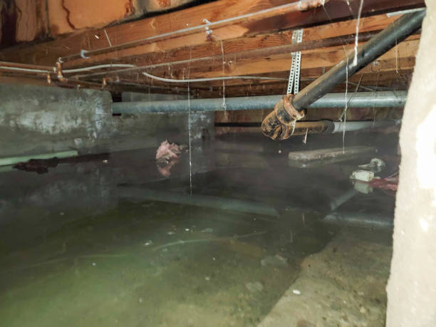 Best Basement water damage restoration  in Montgomery, IL